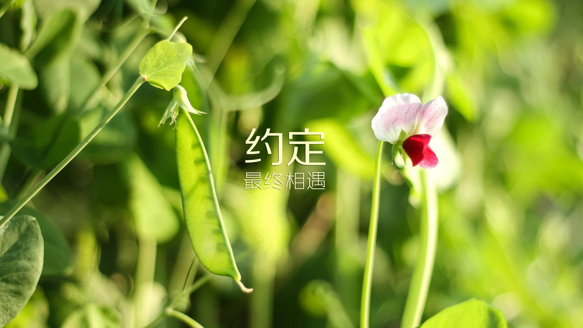 九游9游-希腊男篮在欧洲锦标赛中再夺金牌,展现历史传统的强大力量,希腊男蓝