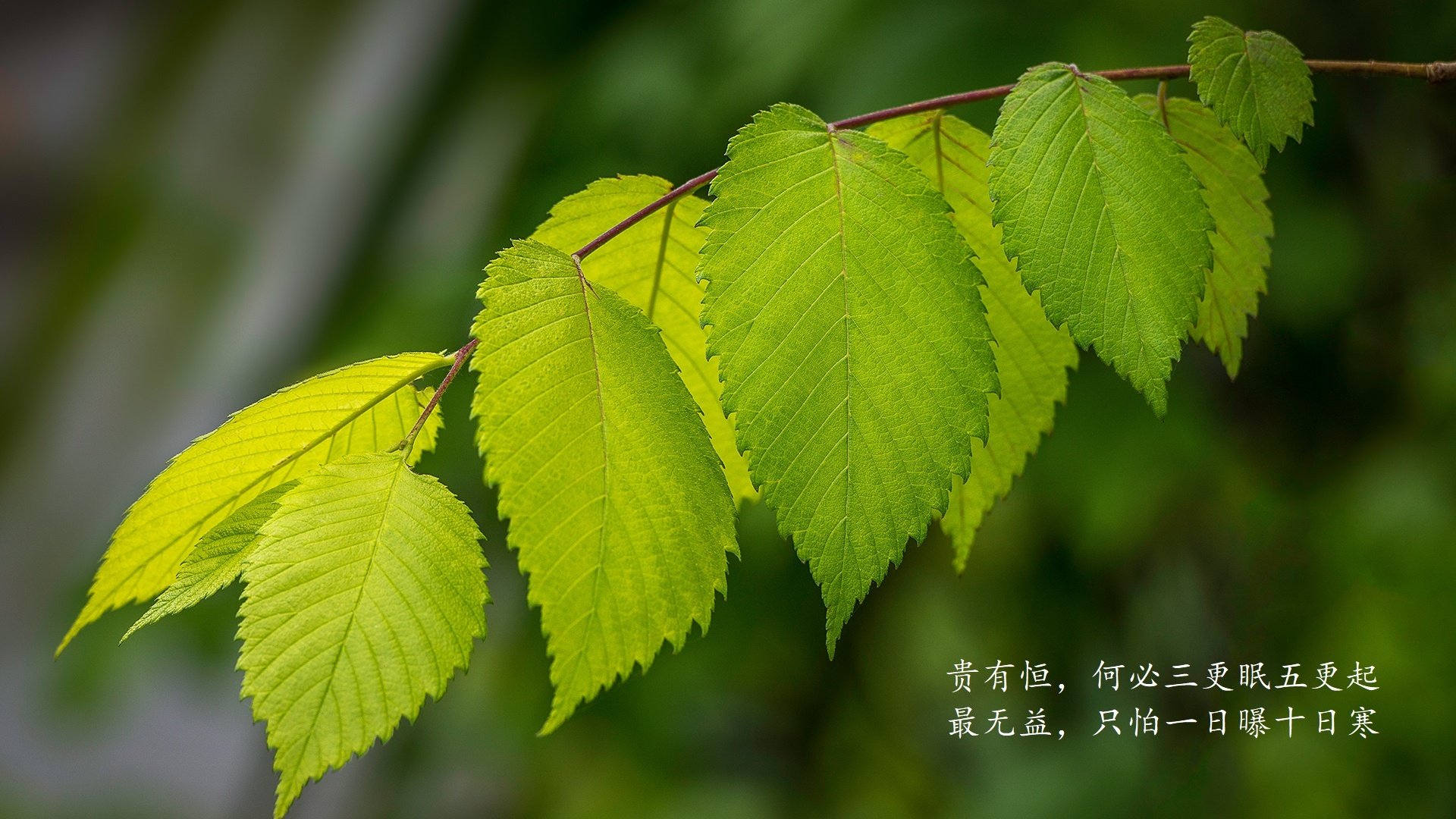 九游网页版官网-澳大利亚袋鼠队的空中传球与角球配合,展现高度技巧,袋鼠传球游戏